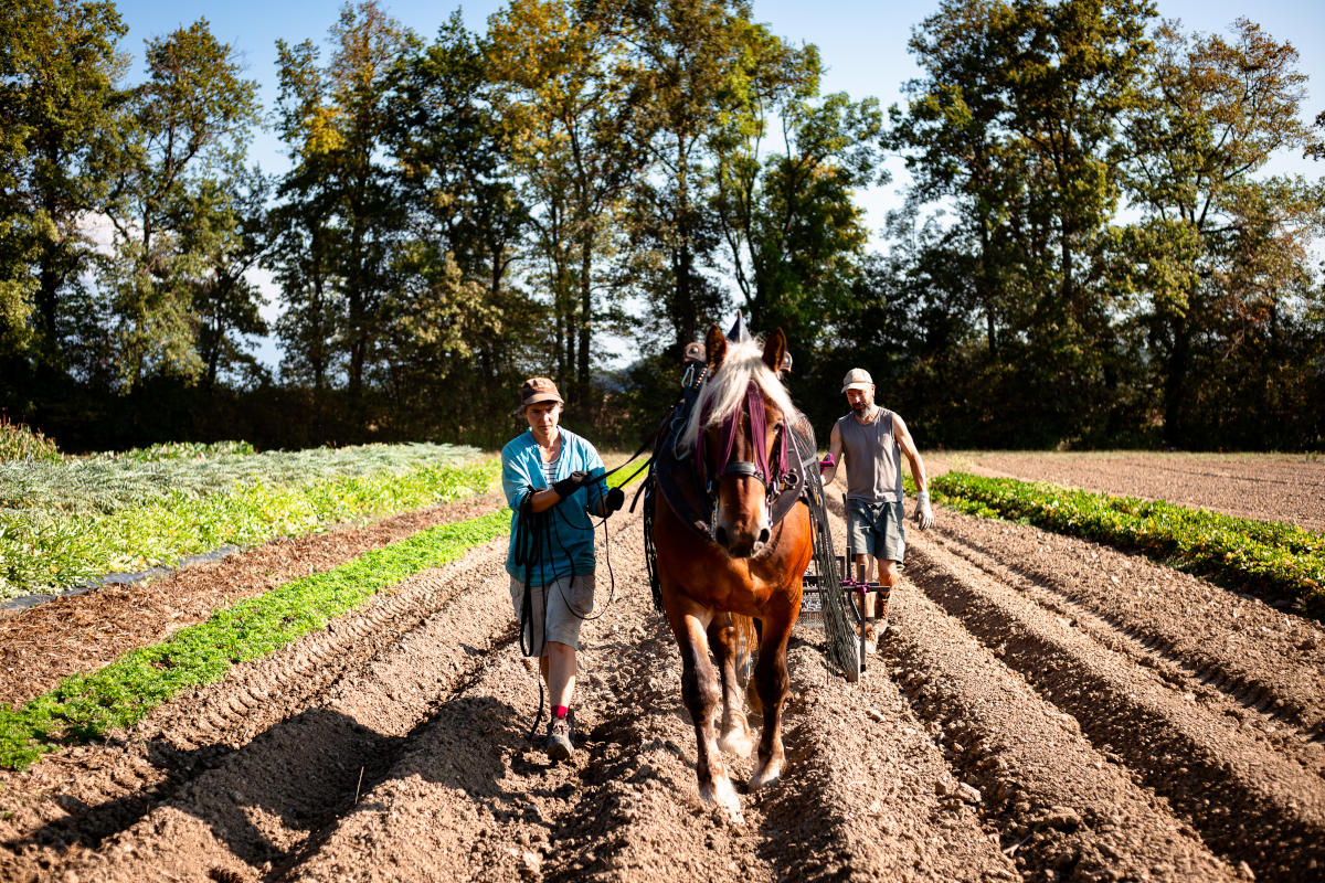 Association Trait Local, soutenir l’expérimentation et la valorisation de la traction animale en milieu agricole, Dardagny, Genève