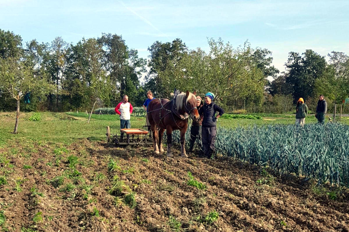 Association Trait Local, soutenir l’expérimentation et la valorisation de la traction animale en milieu agricole, Dardagny, Genève